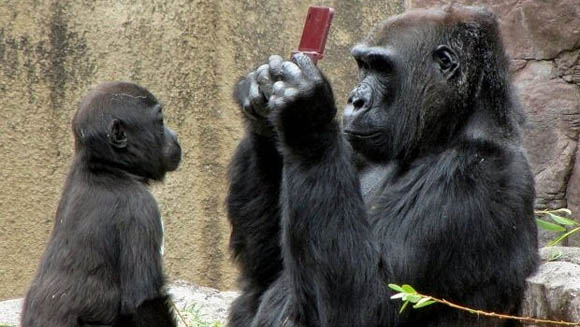 gorilla-phone.jpg